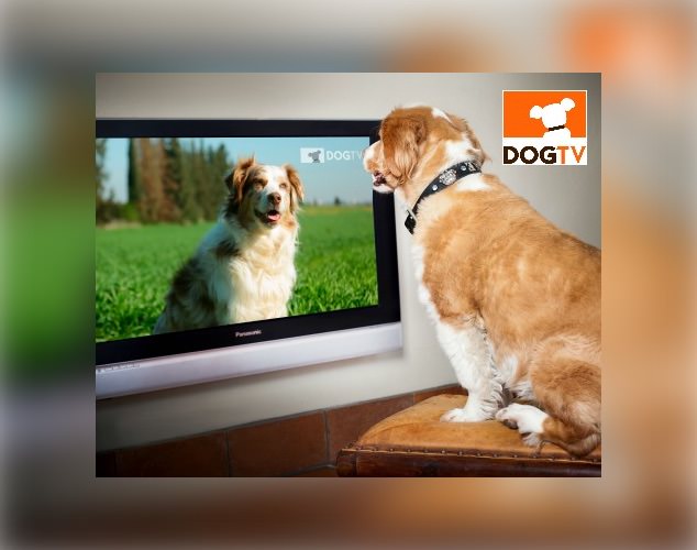 Dog TV Hero